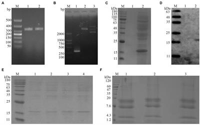 High expression of antimicrobial peptides cathelicidin-BF in Pichia pastoris and verification of its activity